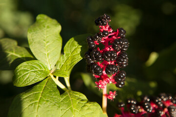 Phytolacca americana. Ripe black berries on a bush.