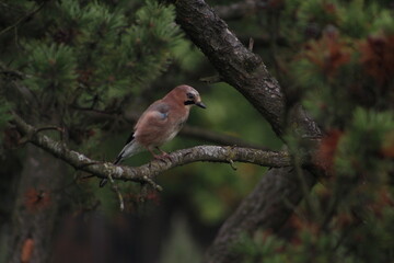 robin on branch