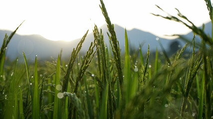Fototapeta premium Close up of green rice in the morning