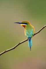 The blue-tailed bee-eater (Merops philippinus) sitting on the branch. A large green Asian bee-eater sitting on a thin branch with a green background.