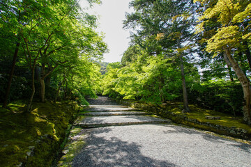 二尊院、青紅葉の馬場