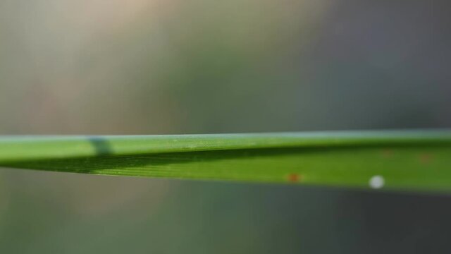 high frame rate clip of a male maratus volans walking on a leaf and exiting left- M. volans is an australian peacock spider