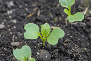 コマツナの新芽