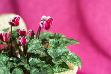 Houseplant cyclamen with purple pink flowers and green leaves in a ceramic flower pot. Gardening home. Selective focus