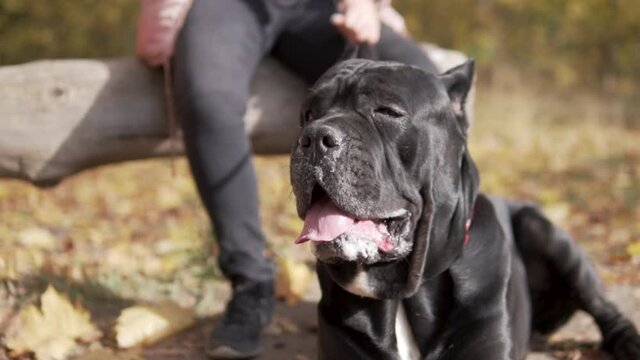 A woman walks her dog in an autumn park. Close-up of big black dog breed Kane Corso for walks