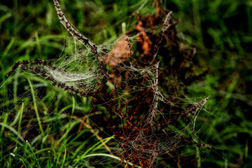 Flowers packed in spider web covered in morning dew.
