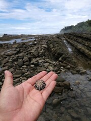 Costas rocosas en las playas cubiertas de conchas marinas. Vista panorámica de un paisaje marino