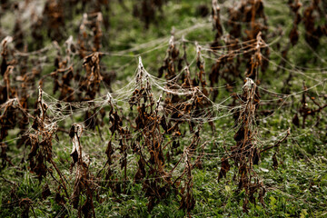 Flowers packed in spider web covered in morning dew.