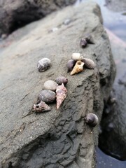 Costas rocosas en las playas cubiertas de conchas marinas. Vista panorámica de un paisaje marino