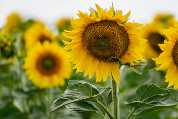 Sunflower flower close-up. Summer, the daytime sun illuminates the large yellow petals around the seeds maturing with pollen