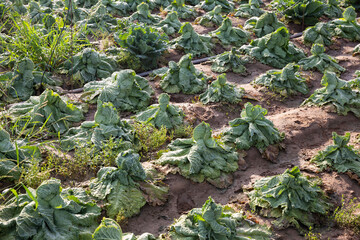Farm field with savoy cabbage plants killed by strong drought. Natural calamities in agriculture concept