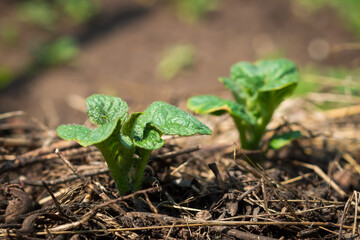 Young potato (lat. Solanum tuberosum)