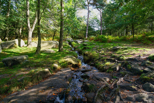 Small stream runs through a rock strewn woodland