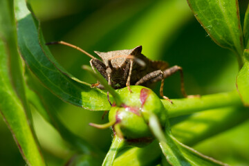The dock bug (lat. Coreus marginatus), of the family Coreidae.