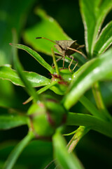 The dock bug (lat. Coreus marginatus), of the family Coreidae.