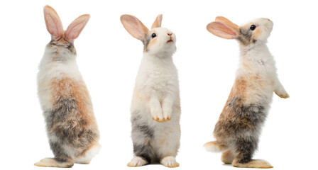 Many different standing poses of three colour cute little rabbits.Lovely action of young rabbits