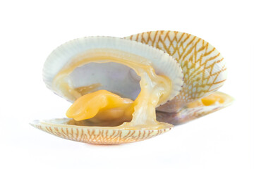 Top view of baby clam isolated ,short-necked clam,carpet clam or  Venus shell