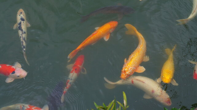 Orange Koi carps in a Japanese pond