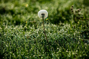 Flowers packed in spider web covered in morning dew.