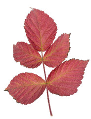 Raspberry leaf