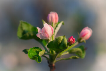 Blooming apple tree (Malus domestica)