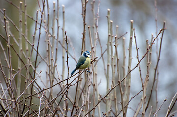 Blue Tit Perched In Bare Tree With Snowy Background