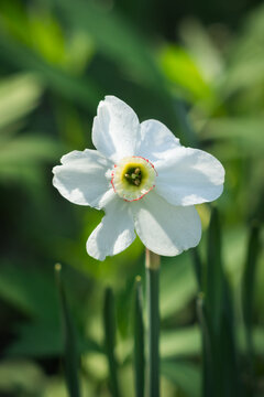 The poet's narcissus (lat. Narcissus poeticus), of the family Amarillidaceae.