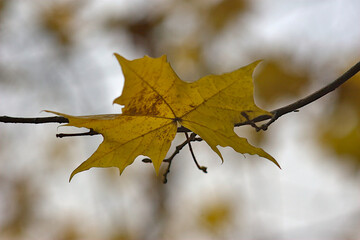 yellow maple leaf on a branch on an autumn morning