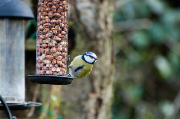 Blue Tit Feeding on Peanuts	