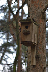 wooden birdhouse on the trunk of an old pine tree