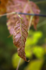 dry leaf on a branch in the autumn morning