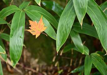 Obraz premium 四国の名山、石鎚山の紅葉