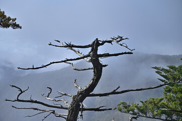 四国の名山、石鎚山の紅葉
