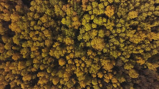 Fairy autumn landscape. Clip. Breathtaking aerial view of the hills of colorful red, orange and yellow trees in a mixed coniferous forest in autumn season.