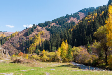 Autumn mountain landscape. Beautiful birch and spruce trees. Mountain river. Kyrgyzstan.