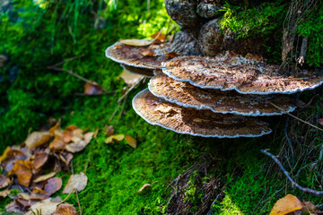 Fototapeta premium mushrooms in the forest