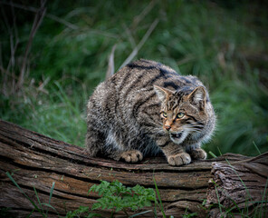 A Scottish wildcat growling and crouching on a log.