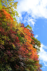 Fototapete 四国の名山 石鎚山の紅葉 Fototapeten Yosuke