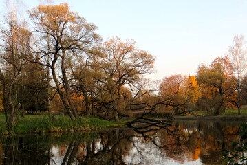 Autumn  beautiful landscape. Golden trees around lake. Trees reflecting in water. Sunset time. Seasonal countryside photo.