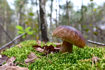 White mushroom in the forest against the background of green vegetation. Awesome boletus grows in wildlife. Porcini bolete mushrooms. Soft focus, possible granularity