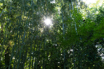 The Mysterious Landscape of Japan's Forests