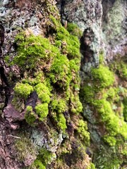 moss on tree