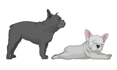 French Bulldog as Domestic Breed Lying and Standing Vector Set