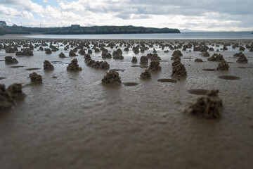 Worm mound on the sand