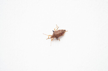 Scarab on a white background,Insect wings on white background