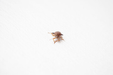 Scarab on a white background,Insect wings on white background