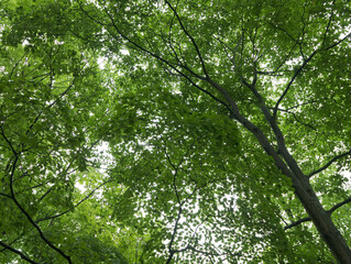 green leaves in the forest