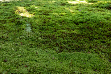 A close-up of green moss growing in a Japanese garden
