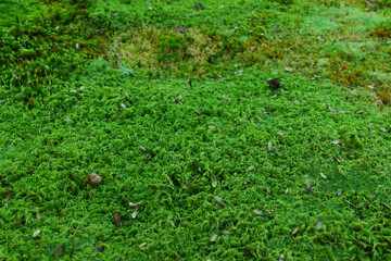 Fototapeta na wymiar A close-up of green moss growing in a Japanese garden