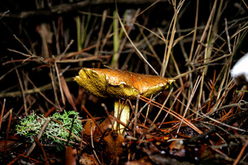 mushroom in the forest